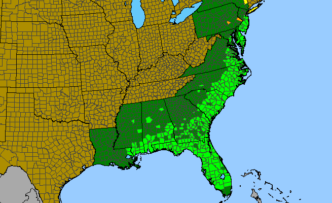 The range of Polygala lutea